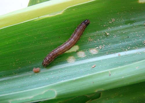 CONTROLE BIOLÓGICO -  Novo bioinseticida demonstra eficácia acima de 85% no combate à lagarta-do-cartucho